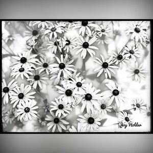 Black & White Daisy Wall Art Print